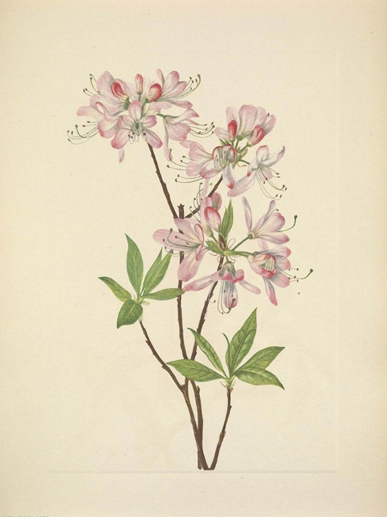 Picture of NORTH AMERICAN WILD FLOWERS 1925 - PINKSHELL AZALEA