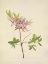 Picture of NORTH AMERICAN WILD FLOWERS 1925 - PINXTERBLOOM