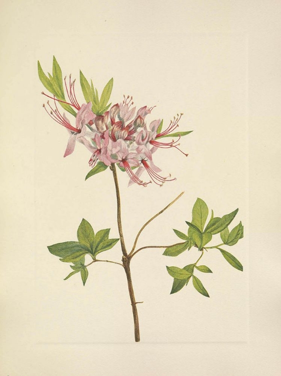 Picture of NORTH AMERICAN WILD FLOWERS 1925 - PINXTERBLOOM