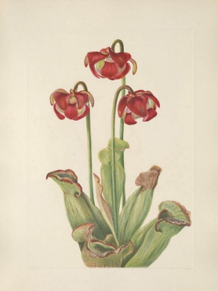 Picture of NORTH AMERICAN WILD FLOWERS 1925 - PITCHERPLANT