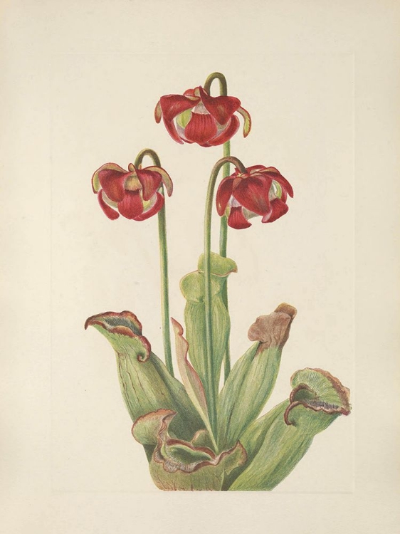 Picture of NORTH AMERICAN WILD FLOWERS 1925 - PITCHERPLANT