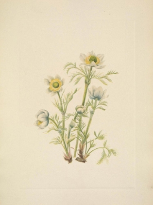 Picture of NORTH AMERICAN WILD FLOWERS 1925 - PLUME ANEMONE FLOWER