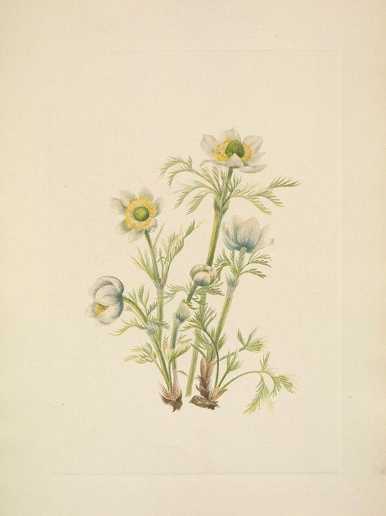 Picture of NORTH AMERICAN WILD FLOWERS 1925 - PLUME ANEMONE FLOWER