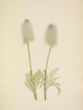 Picture of NORTH AMERICAN WILD FLOWERS 1925 - PLUME ANEMONE FRUIT