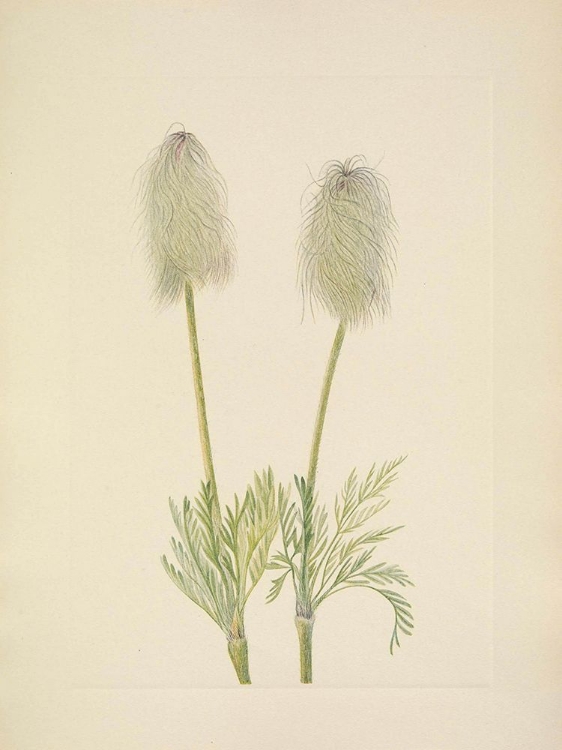 Picture of NORTH AMERICAN WILD FLOWERS 1925 - PLUME ANEMONE FRUIT