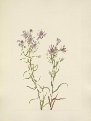 Picture of NORTH AMERICAN WILD FLOWERS 1925 - PRAIRIE ASTER