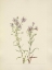 Picture of NORTH AMERICAN WILD FLOWERS 1925 - PRAIRIE ASTER