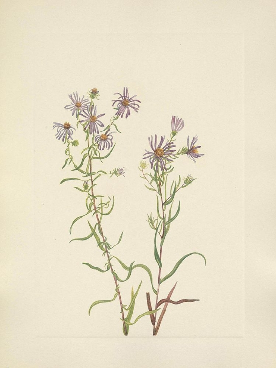 Picture of NORTH AMERICAN WILD FLOWERS 1925 - PRAIRIE ASTER