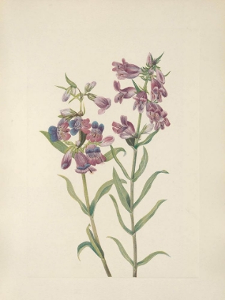 Picture of NORTH AMERICAN WILD FLOWERS 1925 - PRAIRIE PENTSTEMON