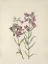 Picture of NORTH AMERICAN WILD FLOWERS 1925 - PRAIRIE PENTSTEMON