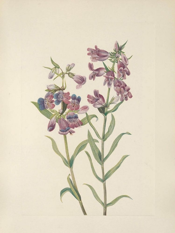 Picture of NORTH AMERICAN WILD FLOWERS 1925 - PRAIRIE PENTSTEMON