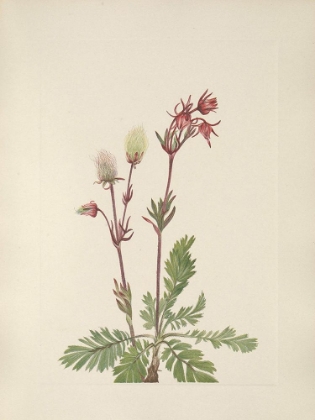 Picture of NORTH AMERICAN WILD FLOWERS 1925 - PRAIRIE SMOKE