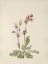 Picture of NORTH AMERICAN WILD FLOWERS 1925 - PRAIRIE SMOKE