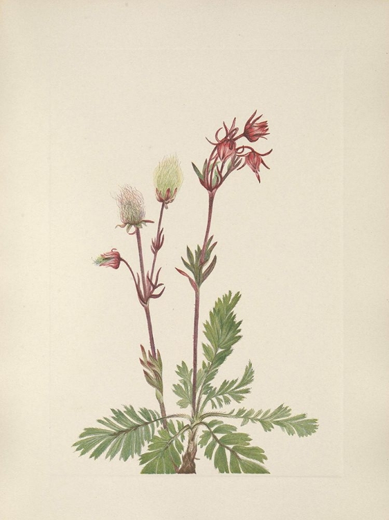 Picture of NORTH AMERICAN WILD FLOWERS 1925 - PRAIRIE SMOKE