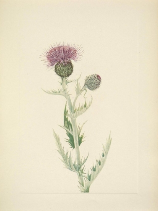 Picture of NORTH AMERICAN WILD FLOWERS 1925 - PRAIRIE THISTLE