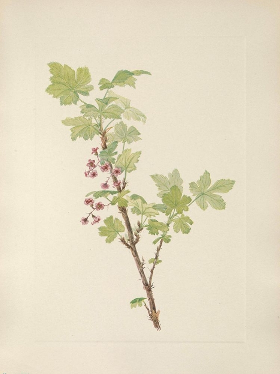 Picture of NORTH AMERICAN WILD FLOWERS 1925 - PRICKLY CURRANT FLOWER