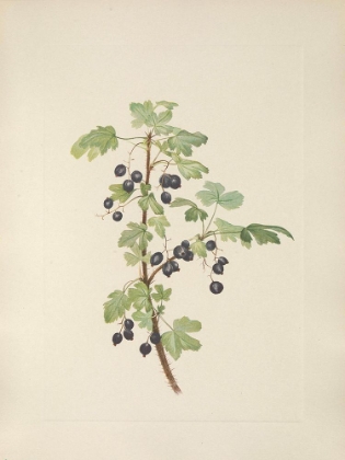 Picture of NORTH AMERICAN WILD FLOWERS 1925 - PRICKLY CURRANT FRUIT