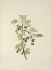 Picture of NORTH AMERICAN WILD FLOWERS 1925 - PRICKLY CURRANT FRUIT