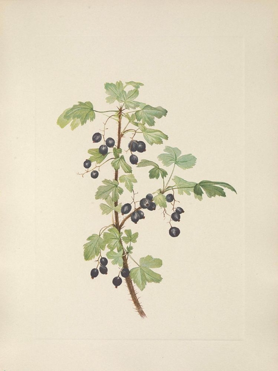 Picture of NORTH AMERICAN WILD FLOWERS 1925 - PRICKLY CURRANT FRUIT