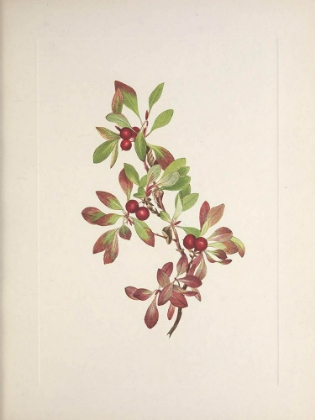Picture of NORTH AMERICAN WILD FLOWERS 1925 - PTARMIGANBERRY