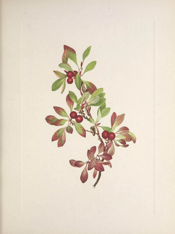 Picture of NORTH AMERICAN WILD FLOWERS 1925 - PTARMIGANBERRY
