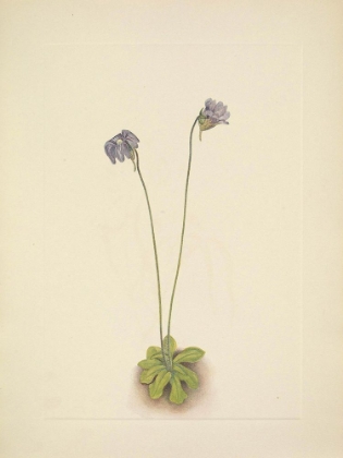 Picture of NORTH AMERICAN WILD FLOWERS 1925 - PURPLE BUTTERWORT
