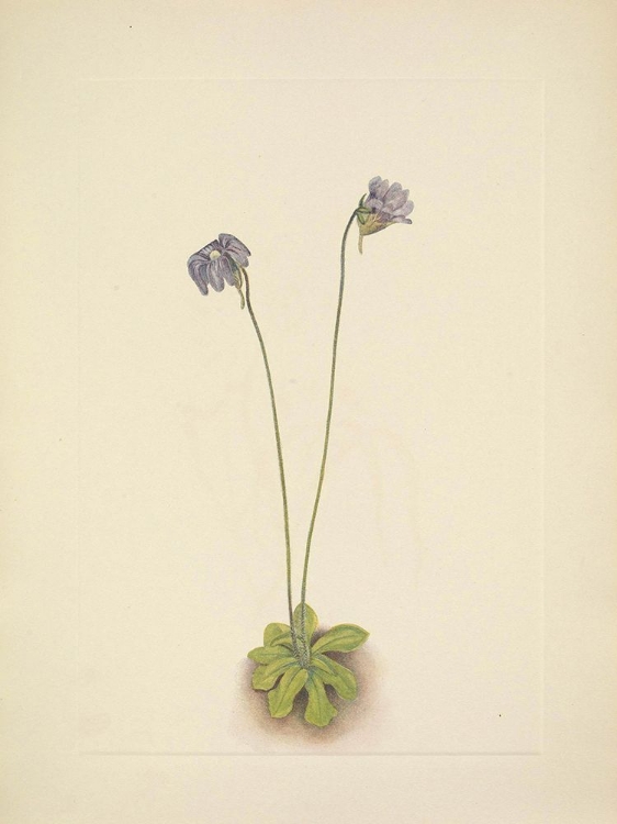 Picture of NORTH AMERICAN WILD FLOWERS 1925 - PURPLE BUTTERWORT