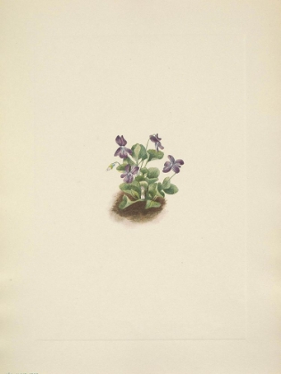 Picture of NORTH AMERICAN WILD FLOWERS 1925 - PURPLE MOUNTAIN VIOLET