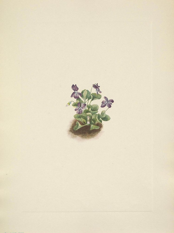 Picture of NORTH AMERICAN WILD FLOWERS 1925 - PURPLE MOUNTAIN VIOLET