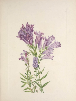 Picture of NORTH AMERICAN WILD FLOWERS 1925 - PURPLE PENTSTEMON