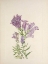 Picture of NORTH AMERICAN WILD FLOWERS 1925 - PURPLE PENTSTEMON