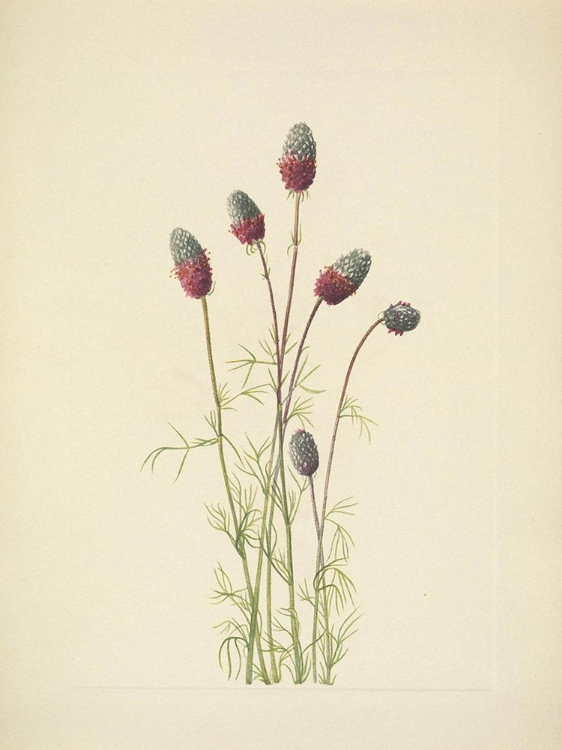 Picture of NORTH AMERICAN WILD FLOWERS 1925 - PURPLE PRAIRIECLOVER