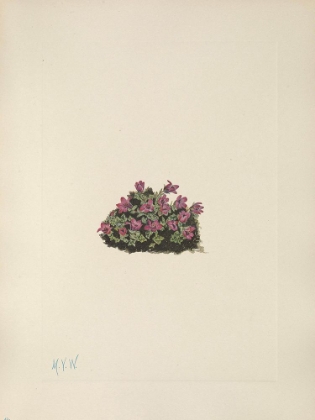 Picture of NORTH AMERICAN WILD FLOWERS 1925 - PURPLE SAXIFRAGE