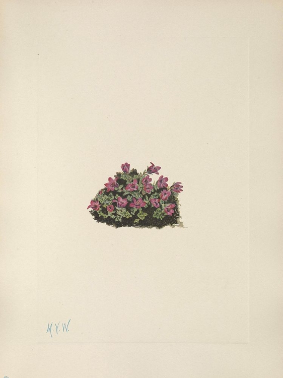 Picture of NORTH AMERICAN WILD FLOWERS 1925 - PURPLE SAXIFRAGE