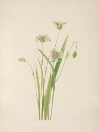 Picture of NORTH AMERICAN WILD FLOWERS 1925 - PUSSY EARS