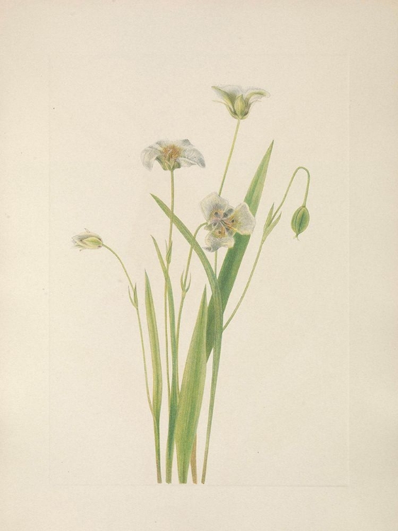 Picture of NORTH AMERICAN WILD FLOWERS 1925 - PUSSY EARS