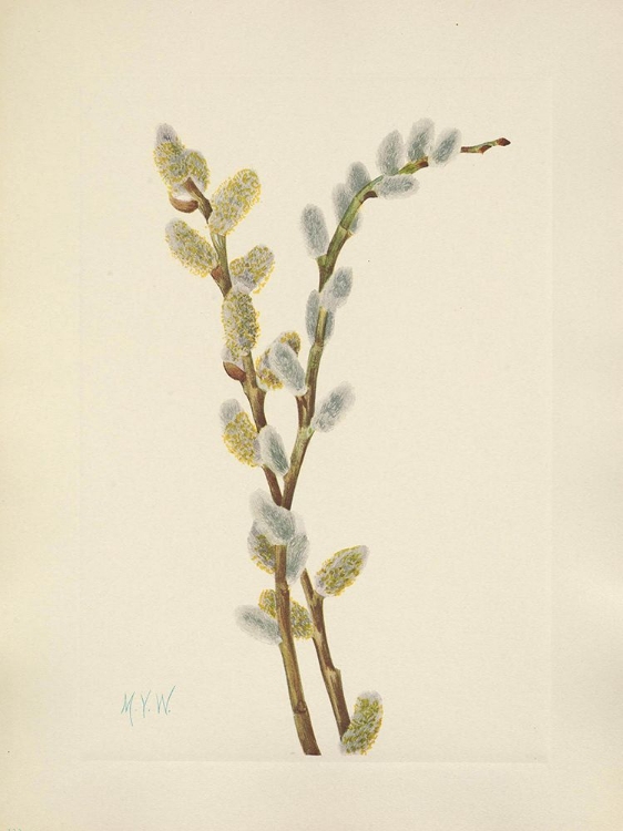Picture of NORTH AMERICAN WILD FLOWERS 1925 - PUSSY WILLOW