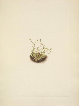 Picture of NORTH AMERICAN WILD FLOWERS 1925 - PYGMY ANDROSACE