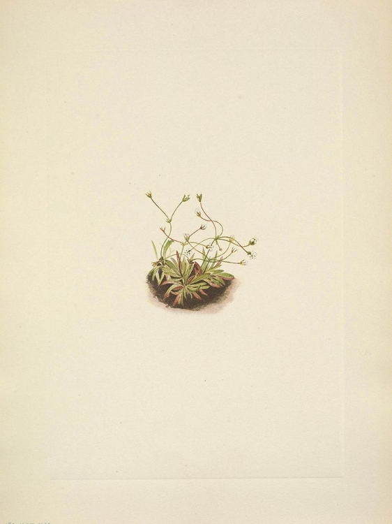 Picture of NORTH AMERICAN WILD FLOWERS 1925 - PYGMY ANDROSACE