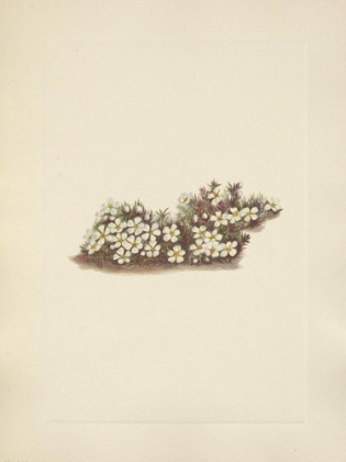 Picture of NORTH AMERICAN WILD FLOWERS 1925 - PYXIE
