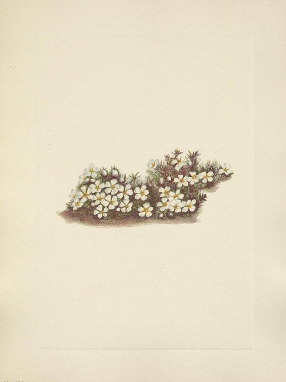 Picture of NORTH AMERICAN WILD FLOWERS 1925 - PYXIE
