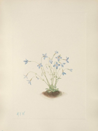 Picture of NORTH AMERICAN WILD FLOWERS 1925 - QUAKERLADIES