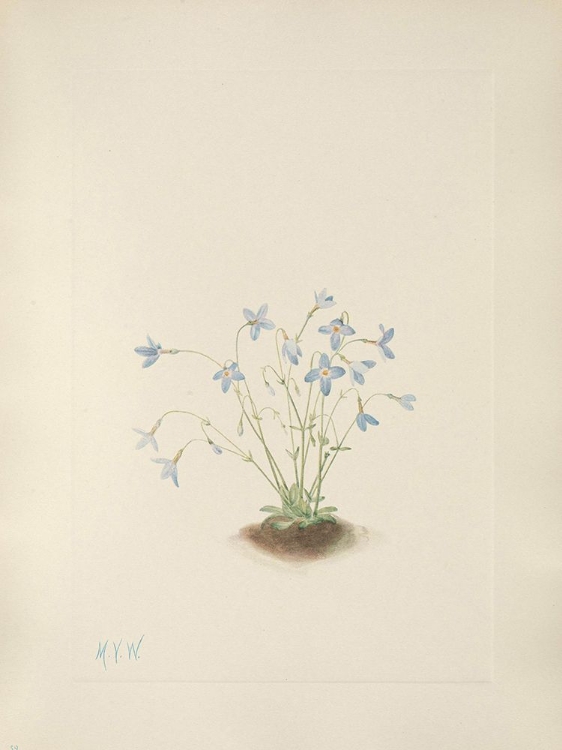 Picture of NORTH AMERICAN WILD FLOWERS 1925 - QUAKERLADIES