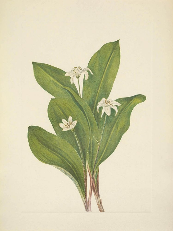Picture of NORTH AMERICAN WILD FLOWERS 1925 - QUEENCUP FLOWER
