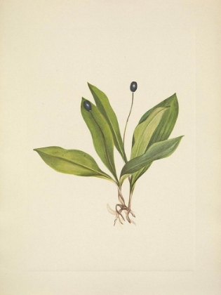 Picture of NORTH AMERICAN WILD FLOWERS 1925 - QUEENCUP FRUIT