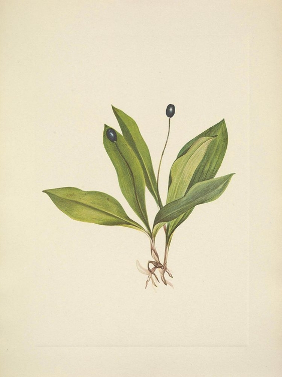 Picture of NORTH AMERICAN WILD FLOWERS 1925 - QUEENCUP FRUIT