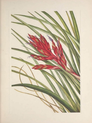Picture of NORTH AMERICAN WILD FLOWERS 1925 - QUILL-LEAF TILLANDSIA