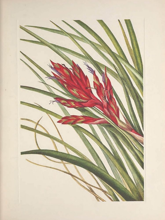 Picture of NORTH AMERICAN WILD FLOWERS 1925 - QUILL-LEAF TILLANDSIA
