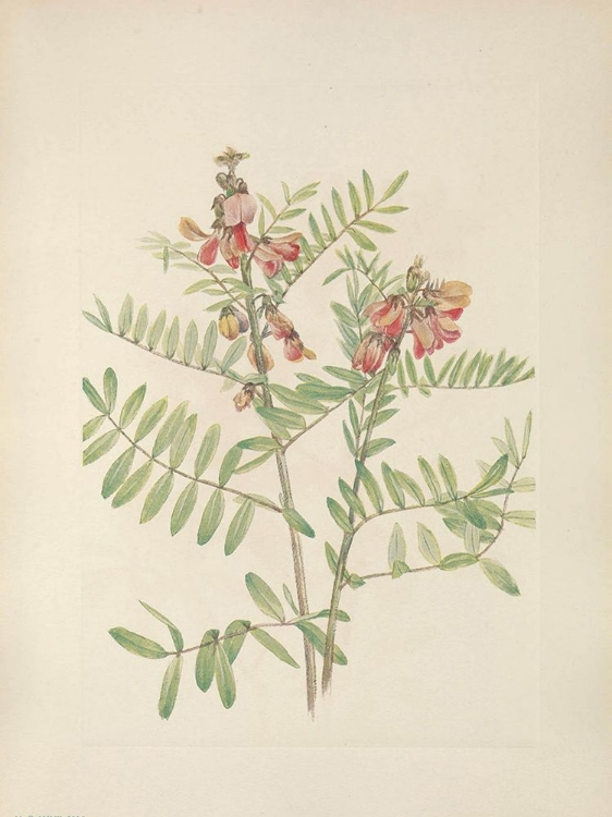 Picture of NORTH AMERICAN WILD FLOWERS 1925 - RABBITBEAN