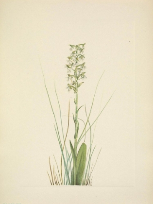 Picture of NORTH AMERICAN WILD FLOWERS 1925 - RAGGED FRINGE-ORCHID